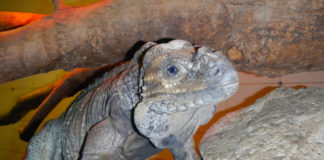 Terrario per iguana 1173 0 terrario iguana_ok